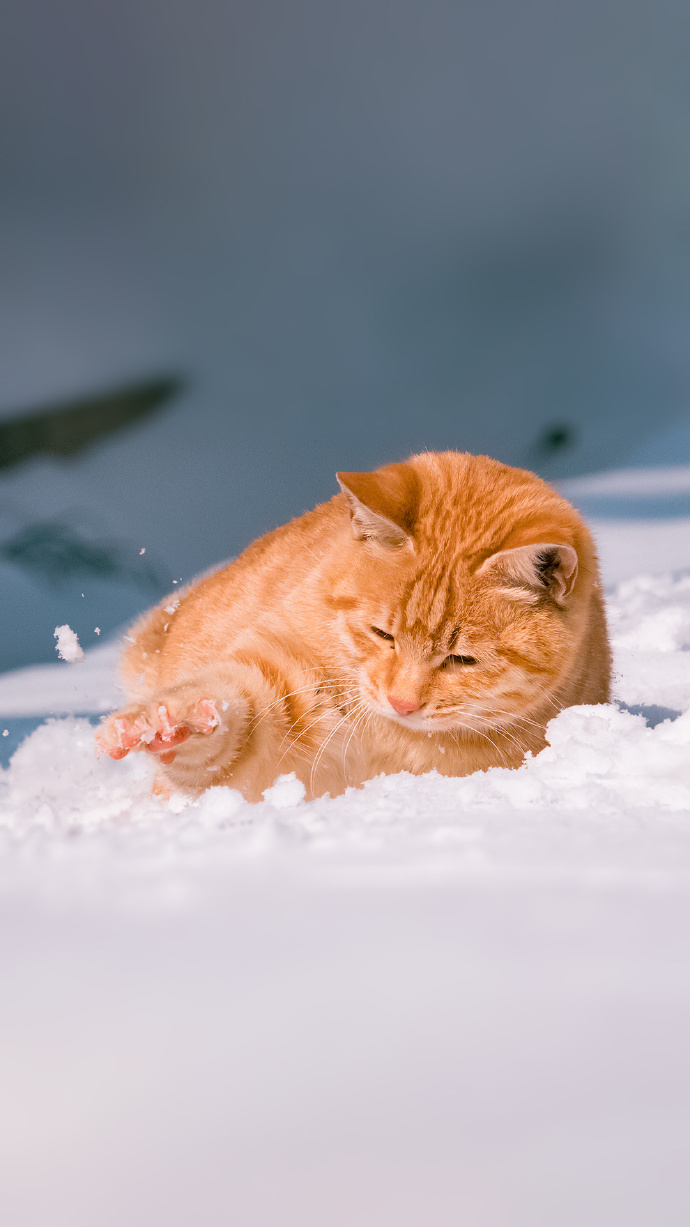 一组橘猫戏雪图片