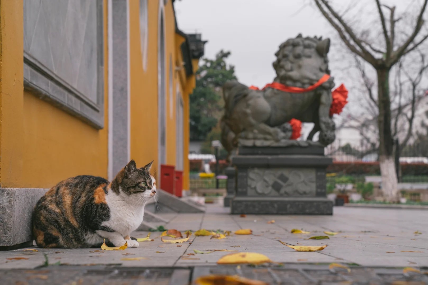 寺庙中宁静具有佛性的三花猫丢丢图片