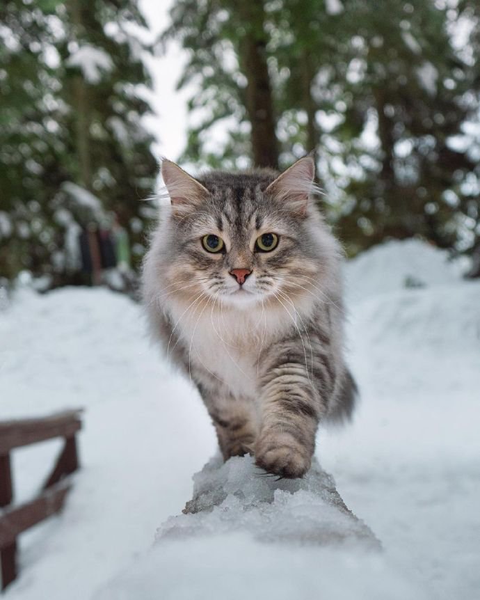 來自雪國的精靈貓貓