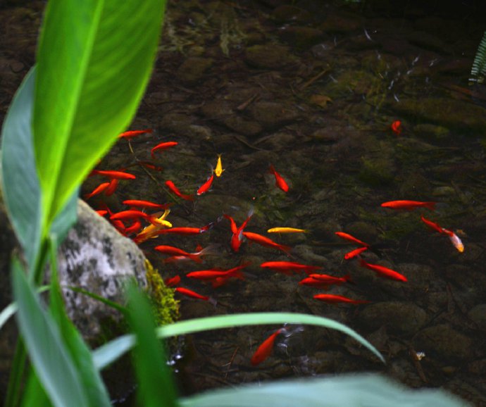 一組小溪游魚圖