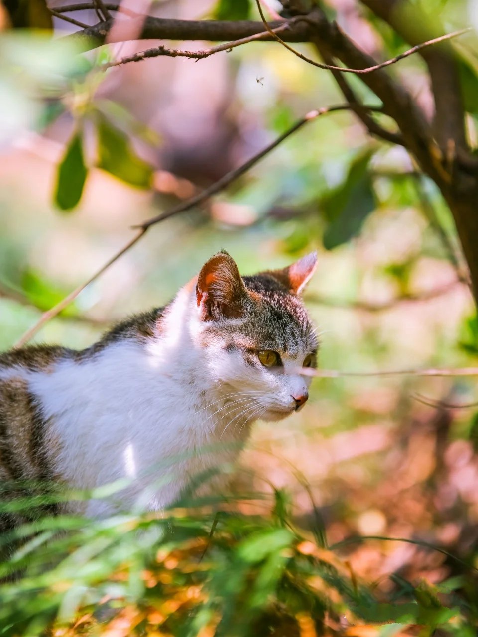 盛夏阳光下野外惬意云游的猫咪图片