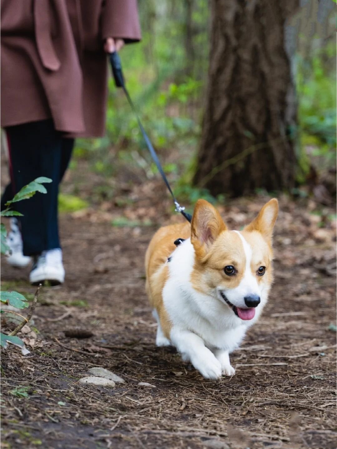 在林间凹造型的柯基犬图片