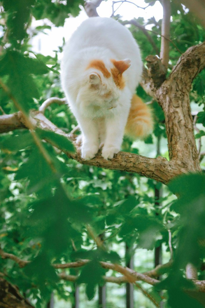 山楂树上玩耍的猫咪图片