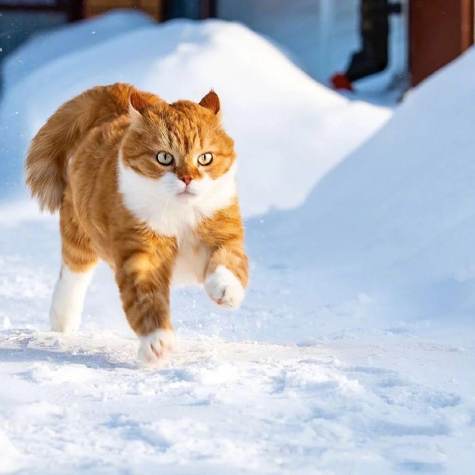 一组威武霸气在雪地疯狂奔跑的橘猫图片