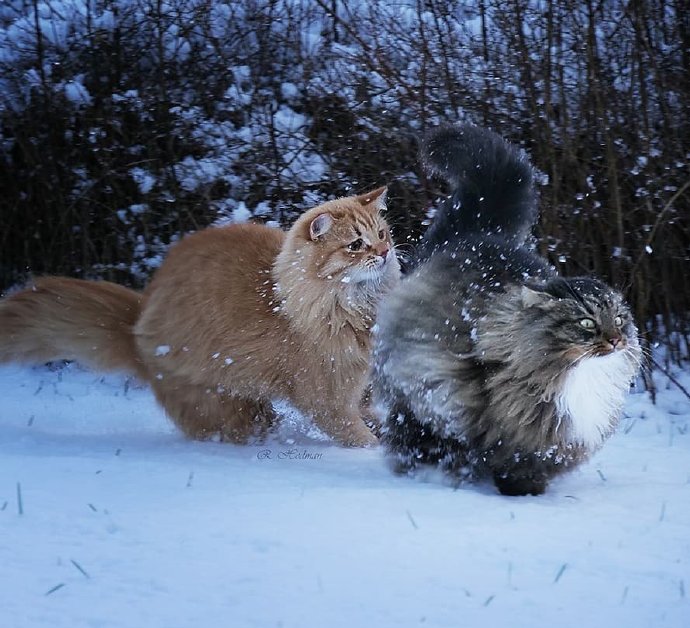 在雪地里飞驰的西伯利亚森林猫图片