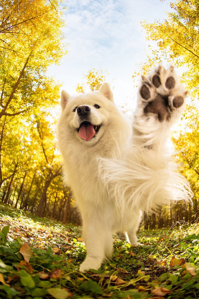 秋天美景下的狗狗图片欣赏