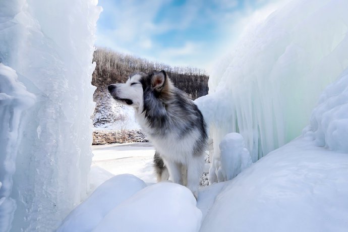 冰雪上的阿拉斯加狗狗图片