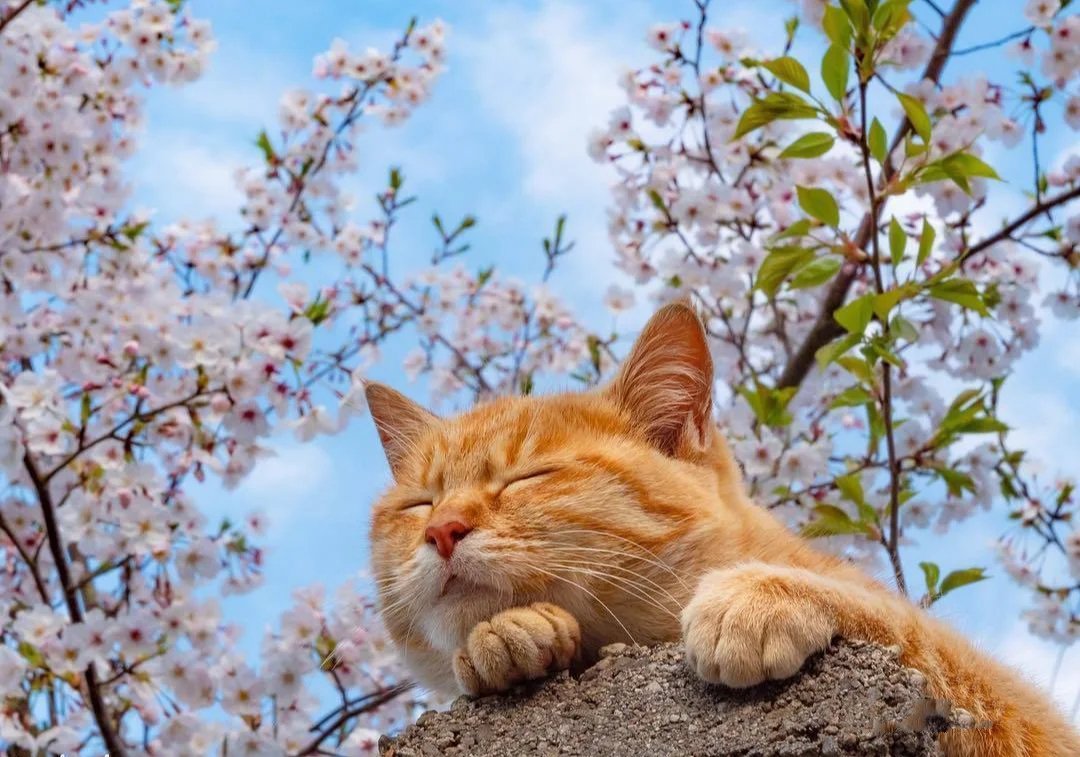 春暖花开特别爱在花树下睡觉的猫咪图片