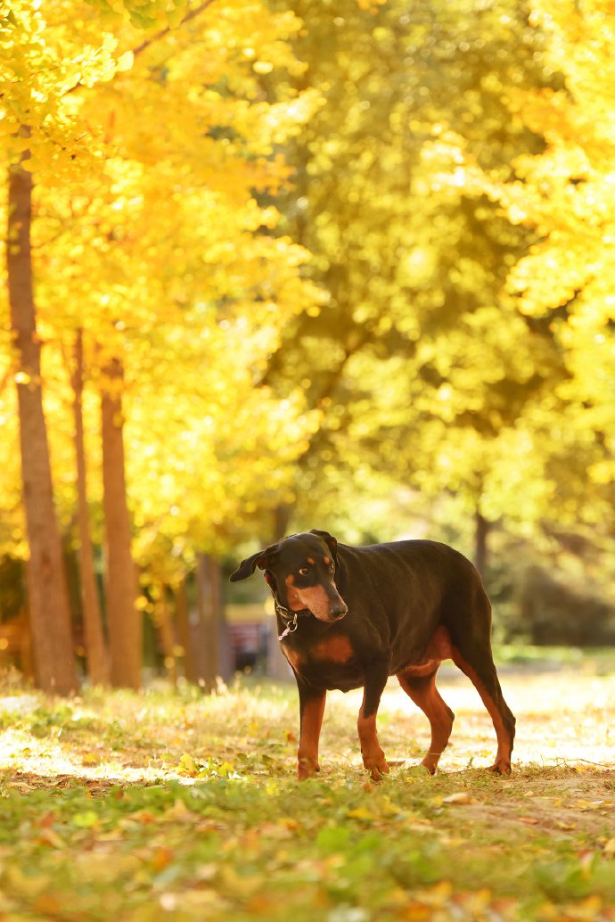 秋天里的杜宾犬唯美摄影图片