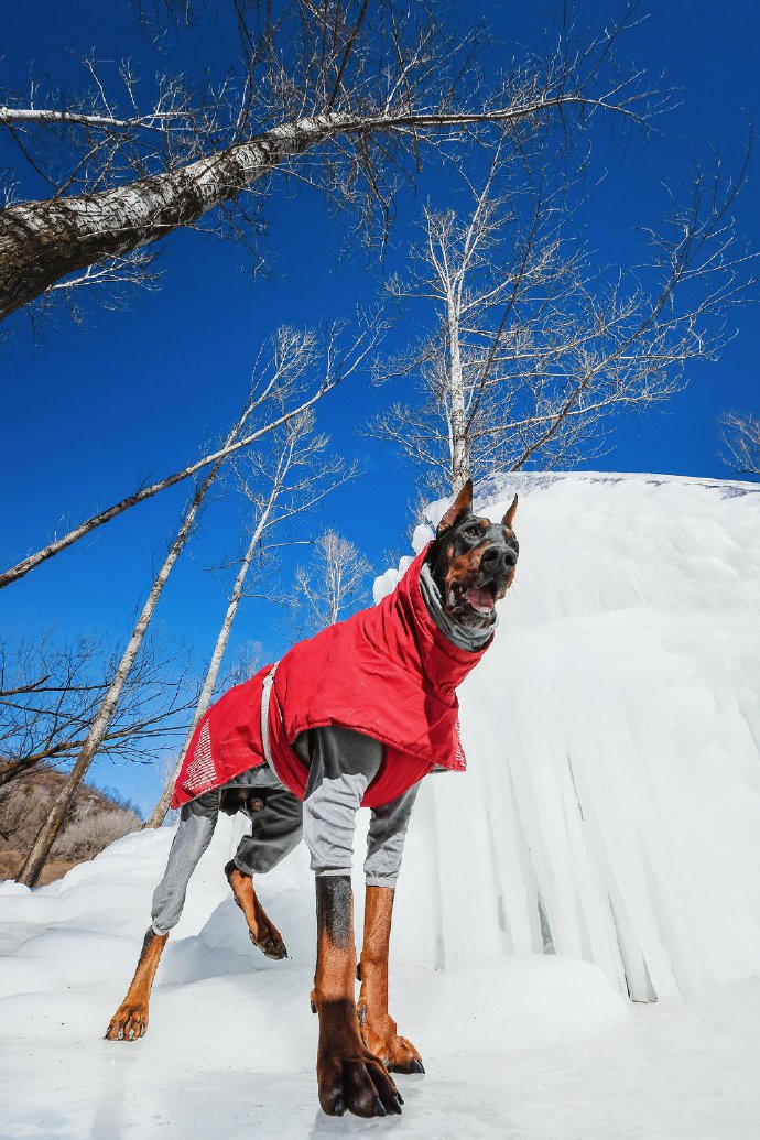 一组冰雪上的帅气杜宾犬图片