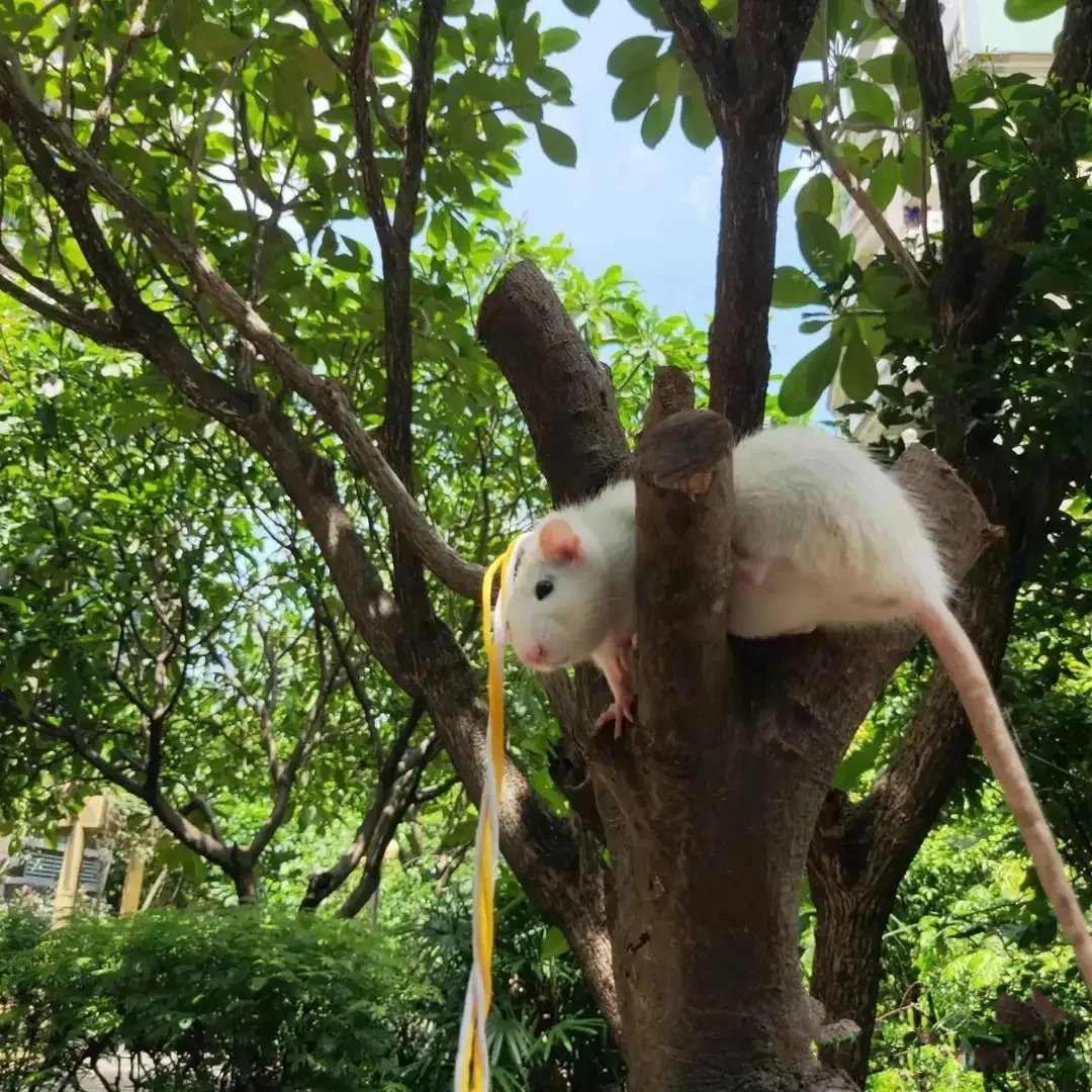 只有食物才能诱惑的动的花枝鼠图片