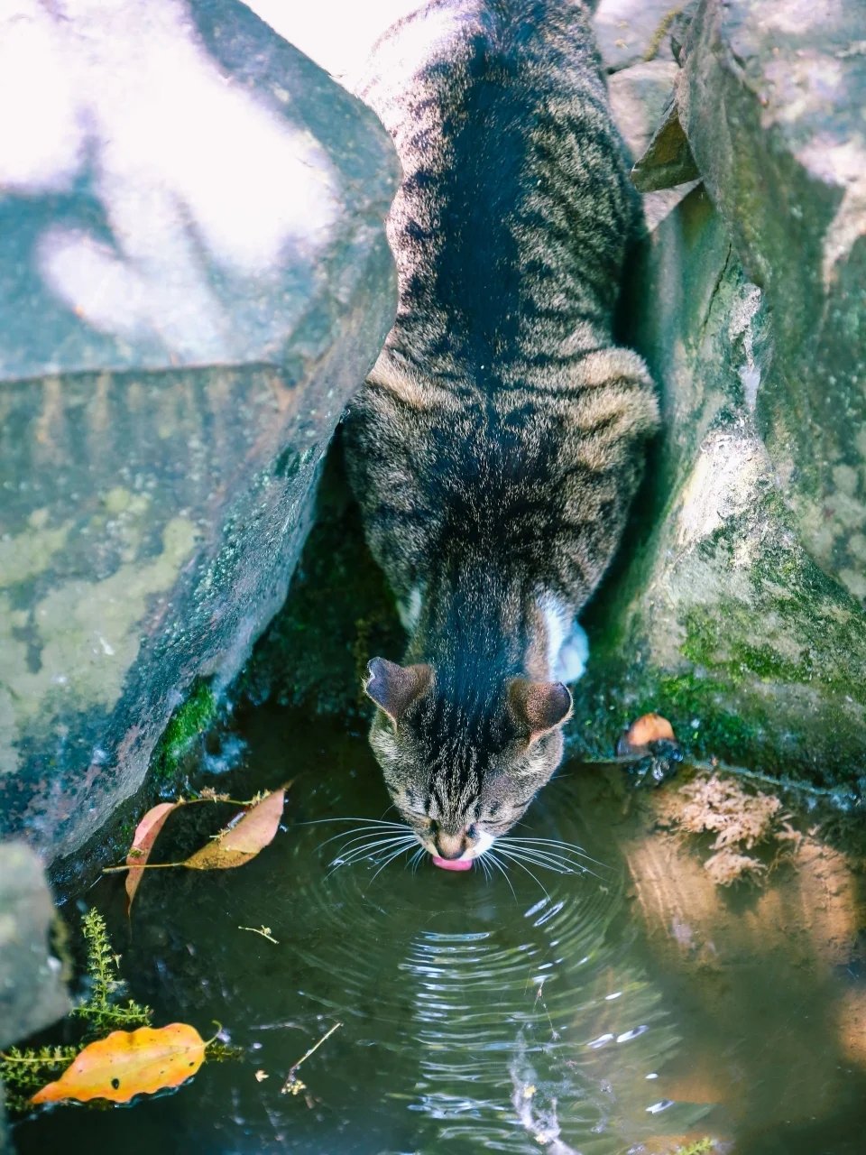 西园寺里池边悠闲散步的大狸花猫图片