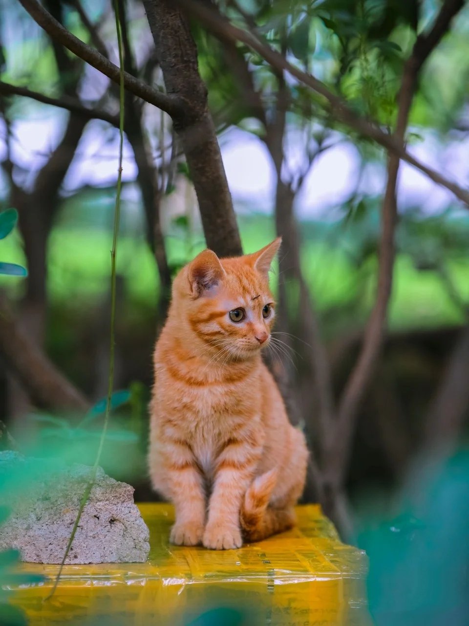 树林里机灵颜色纯正的小橘和大橘猫咪母子俩