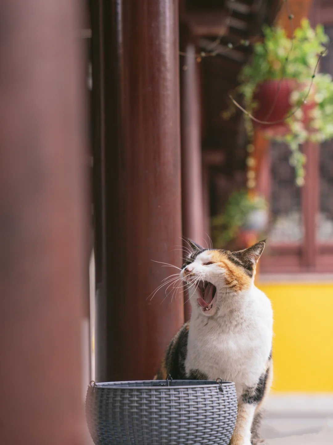 寺庙中宁静具有佛性的三花猫丢丢图片