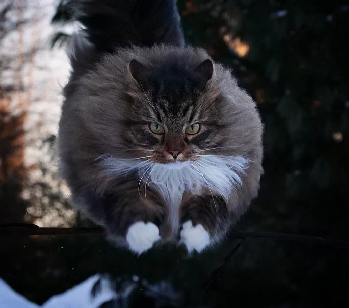 在雪地里飞驰的西伯利亚森林猫图片