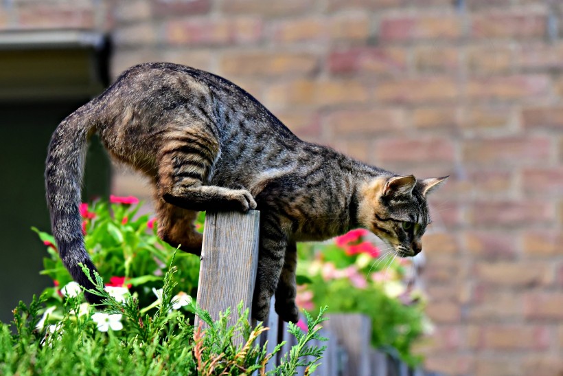 眼睛大而明亮毛型短而厚的虎斑猫图片