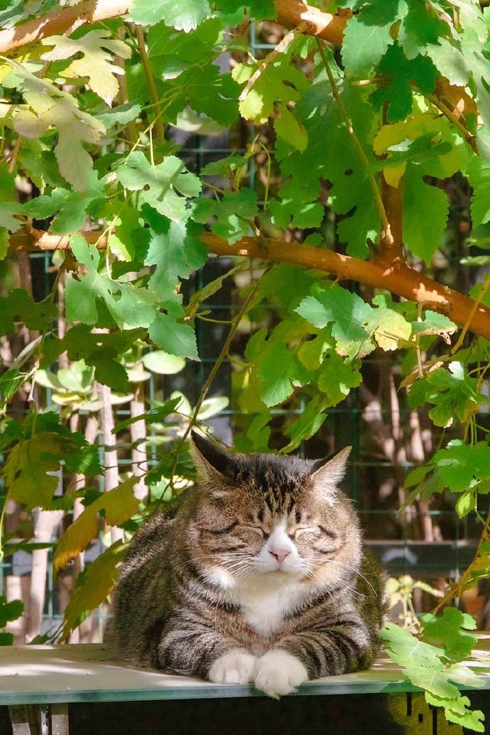 一组安静趴着的猫咪图片