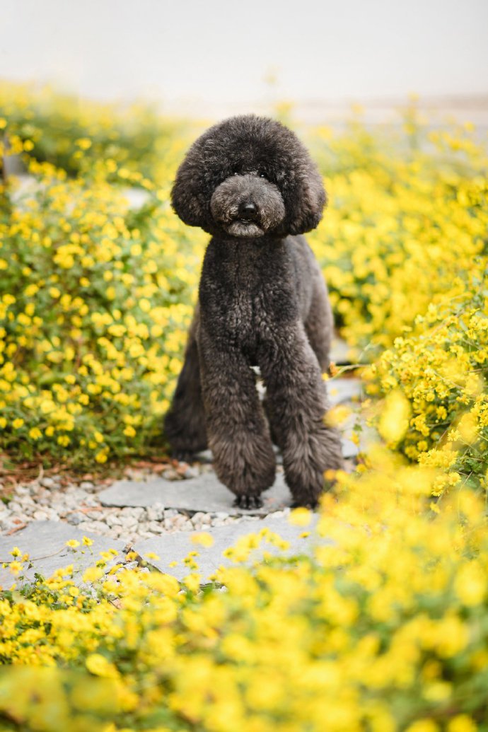 機靈活潑的巨貴犬圖片