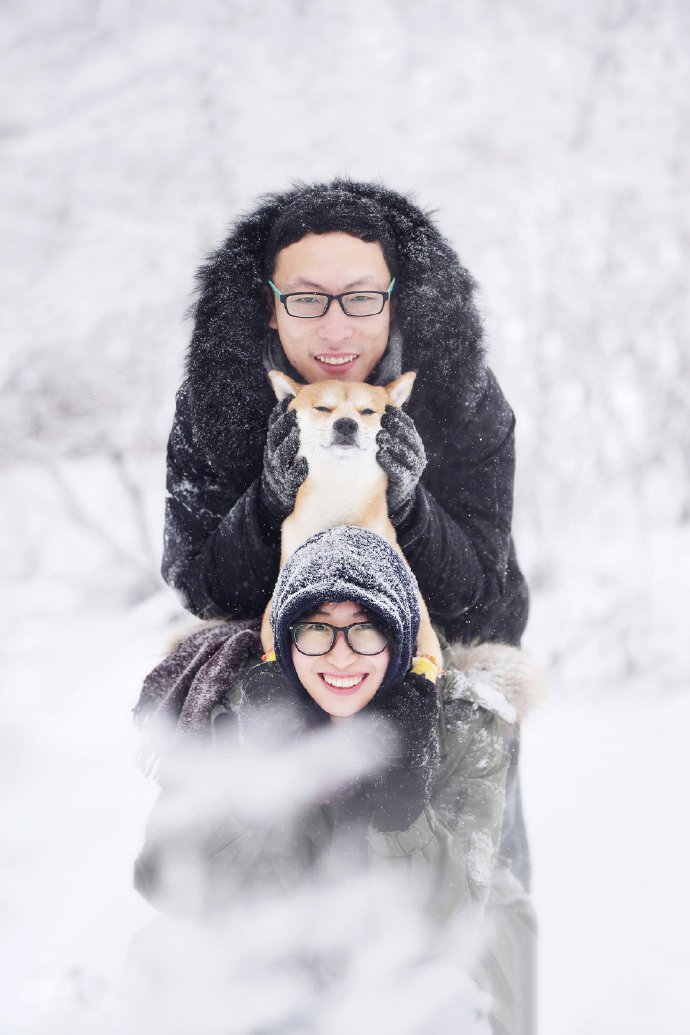 冬日雪景里的柴犬圖片