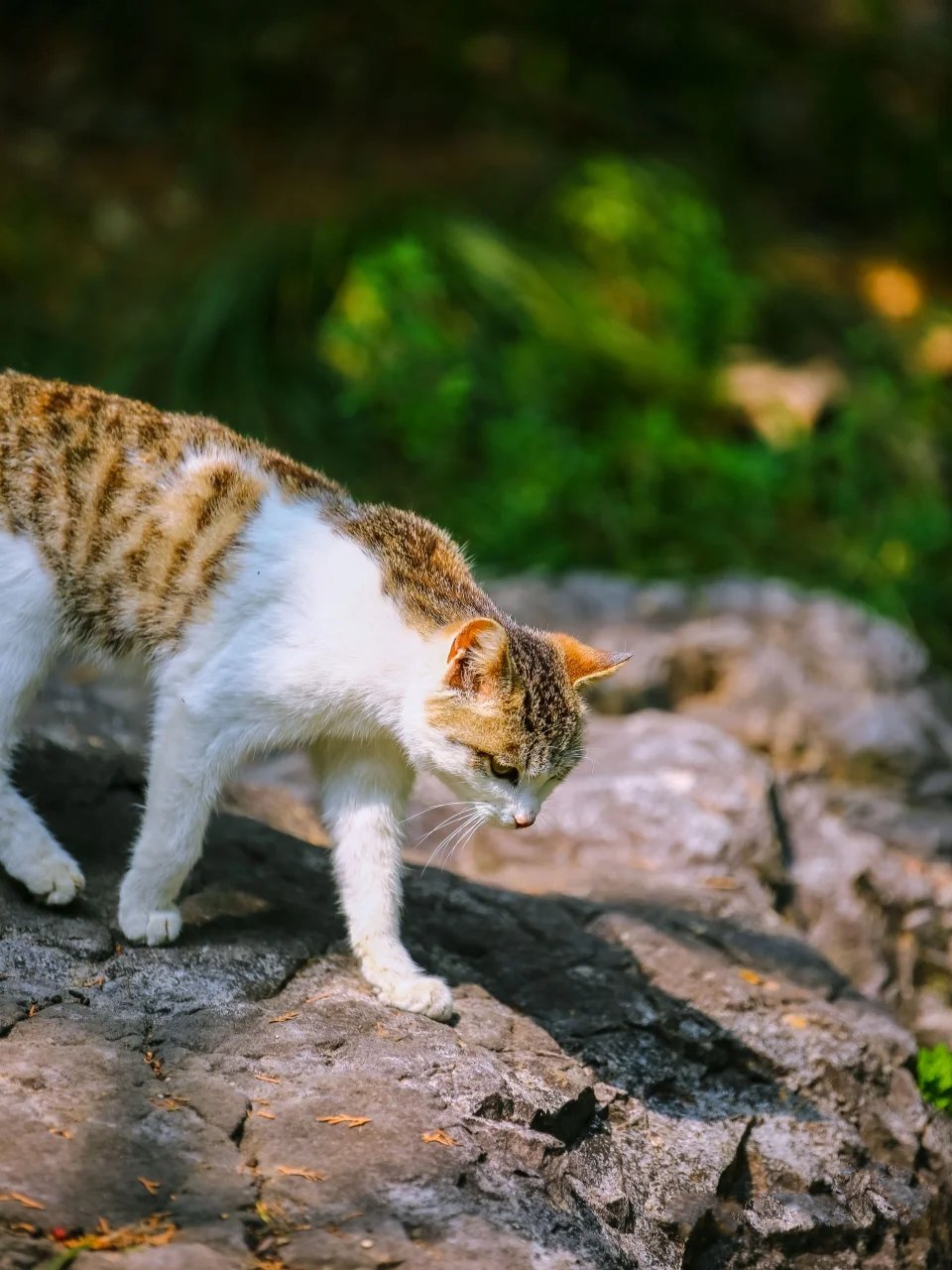 盛夏阳光下野外惬意云游的猫咪图片