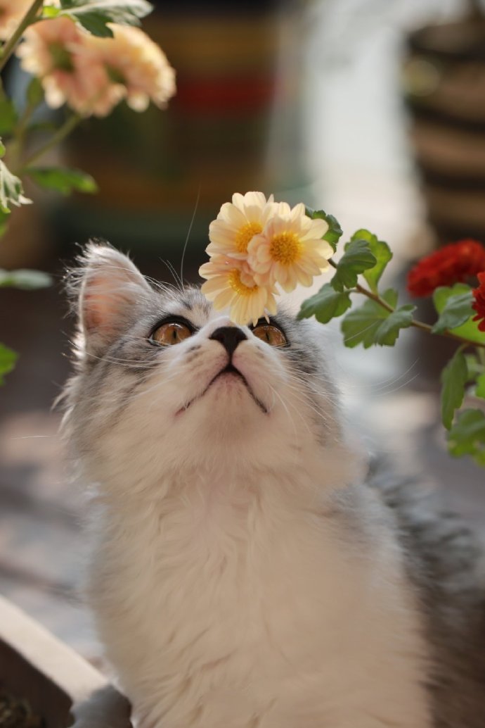 雏菊背景下的猫咪摄影图片