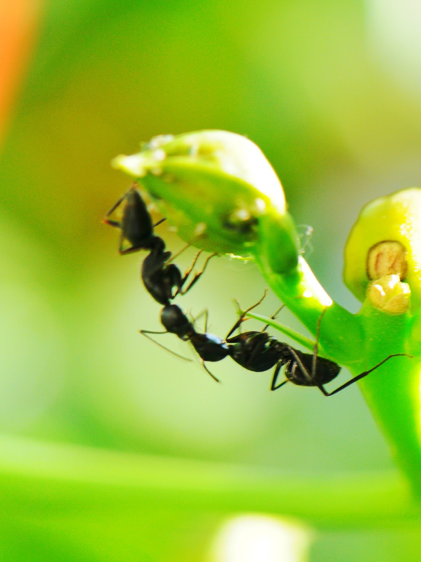 一组合作搬运食物的蚂蚁高清图片