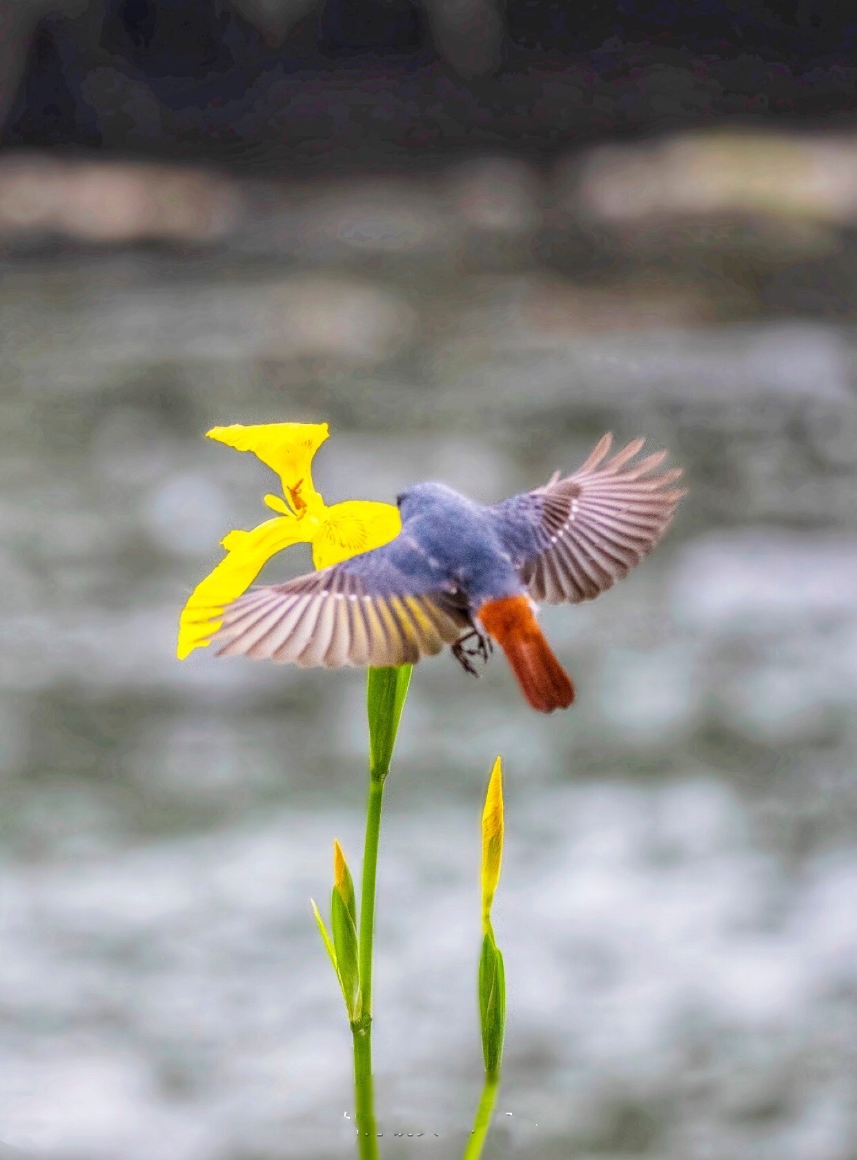 與花朵共舞的鳥兒圖片