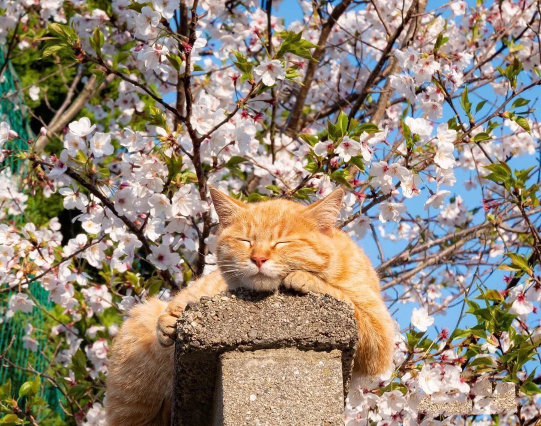 春暖花开特别爱在花树下睡觉的猫咪图片