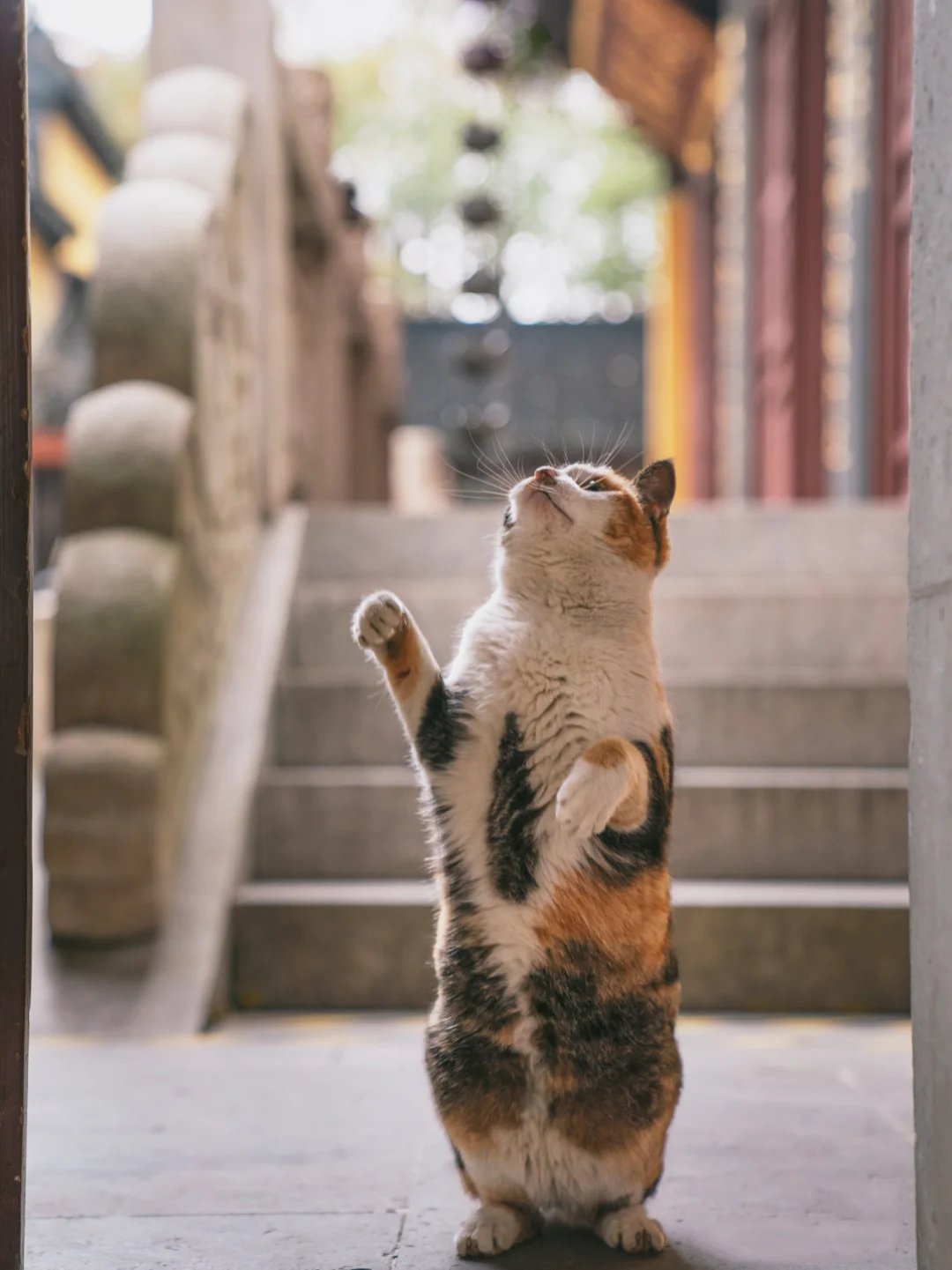 寺庙中宁静具有佛性的三花猫丢丢图片