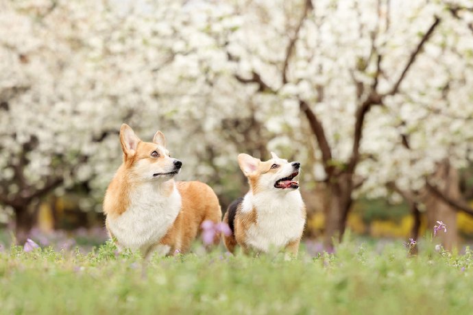 春日梨花树下的柯基犬摄影图片