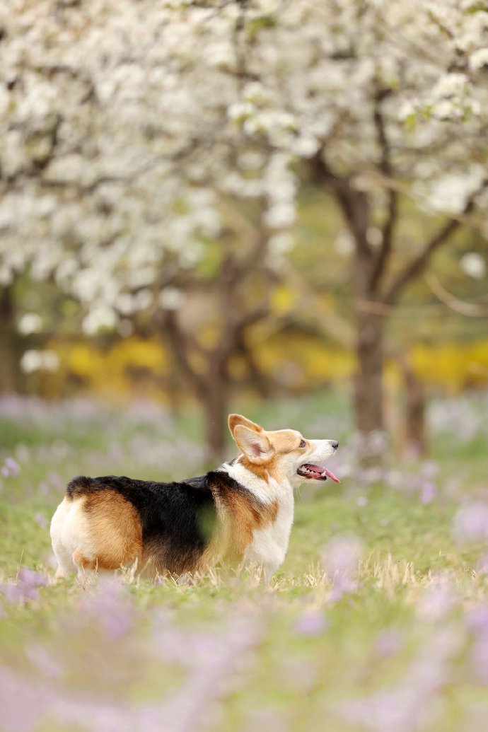 春日梨花樹下的柯基犬攝影圖片