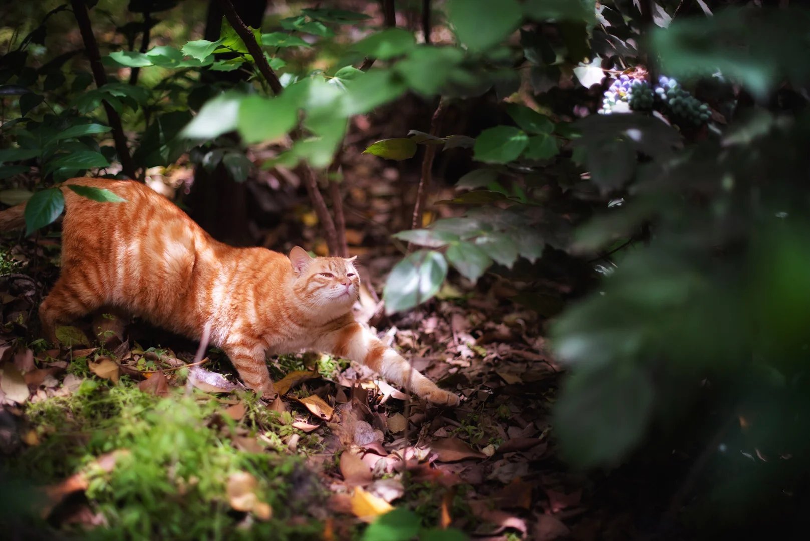 一组神态非常自然的猫咪随拍图片