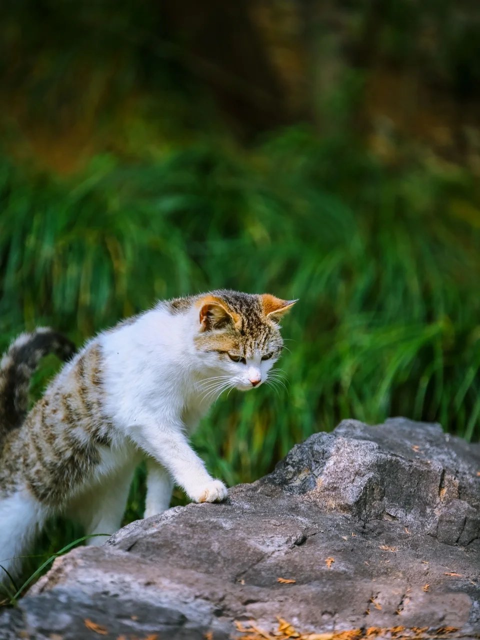 盛夏阳光下野外惬意云游的猫咪图片