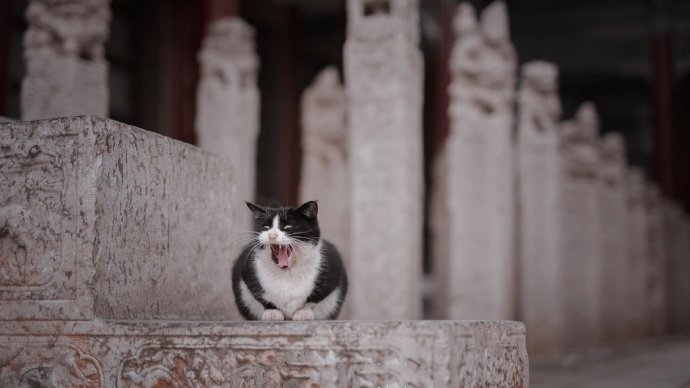 一只风华正茂的可爱猫