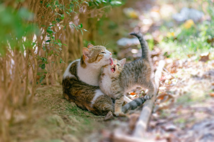 一组猫妈妈与猫宝宝相伴相随的图片