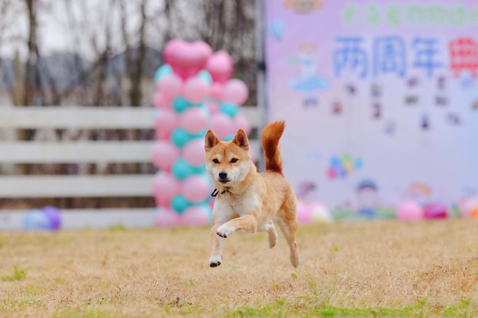 撒欢儿的狗狗最happy