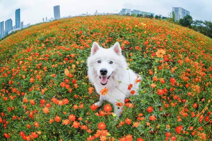 白色萨摩耶的浪漫花海写真