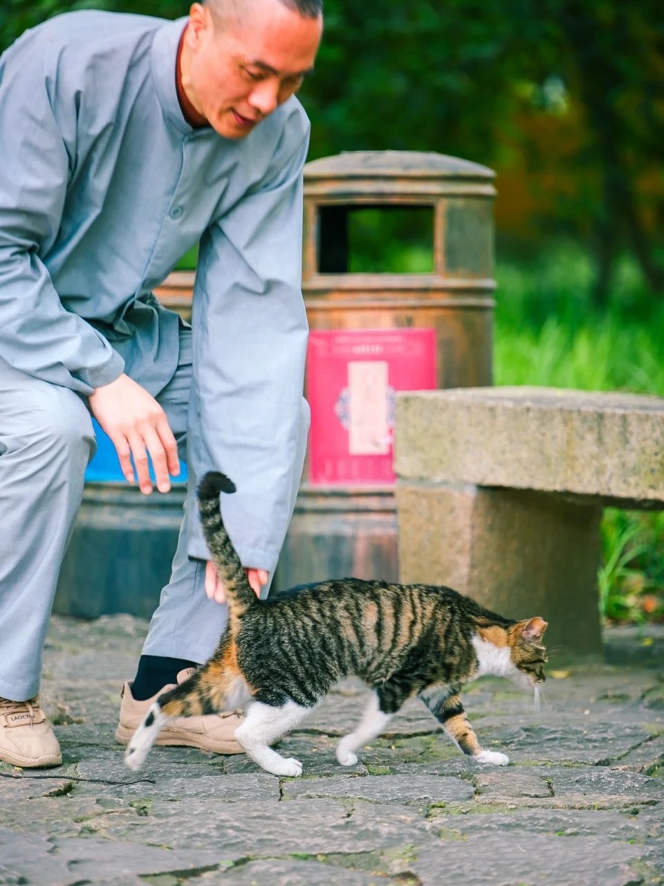 西园寺里池边悠闲散步的大狸花猫图片