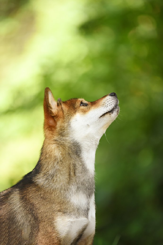 一组在沙滩上玩耍的柴犬狗狗