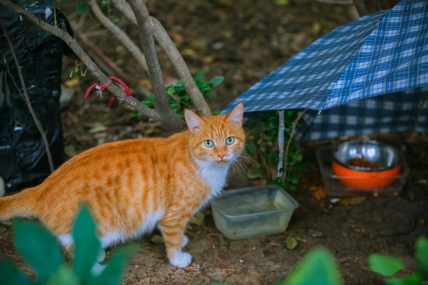 树林里机灵颜色纯正的小橘和大橘猫咪母子俩