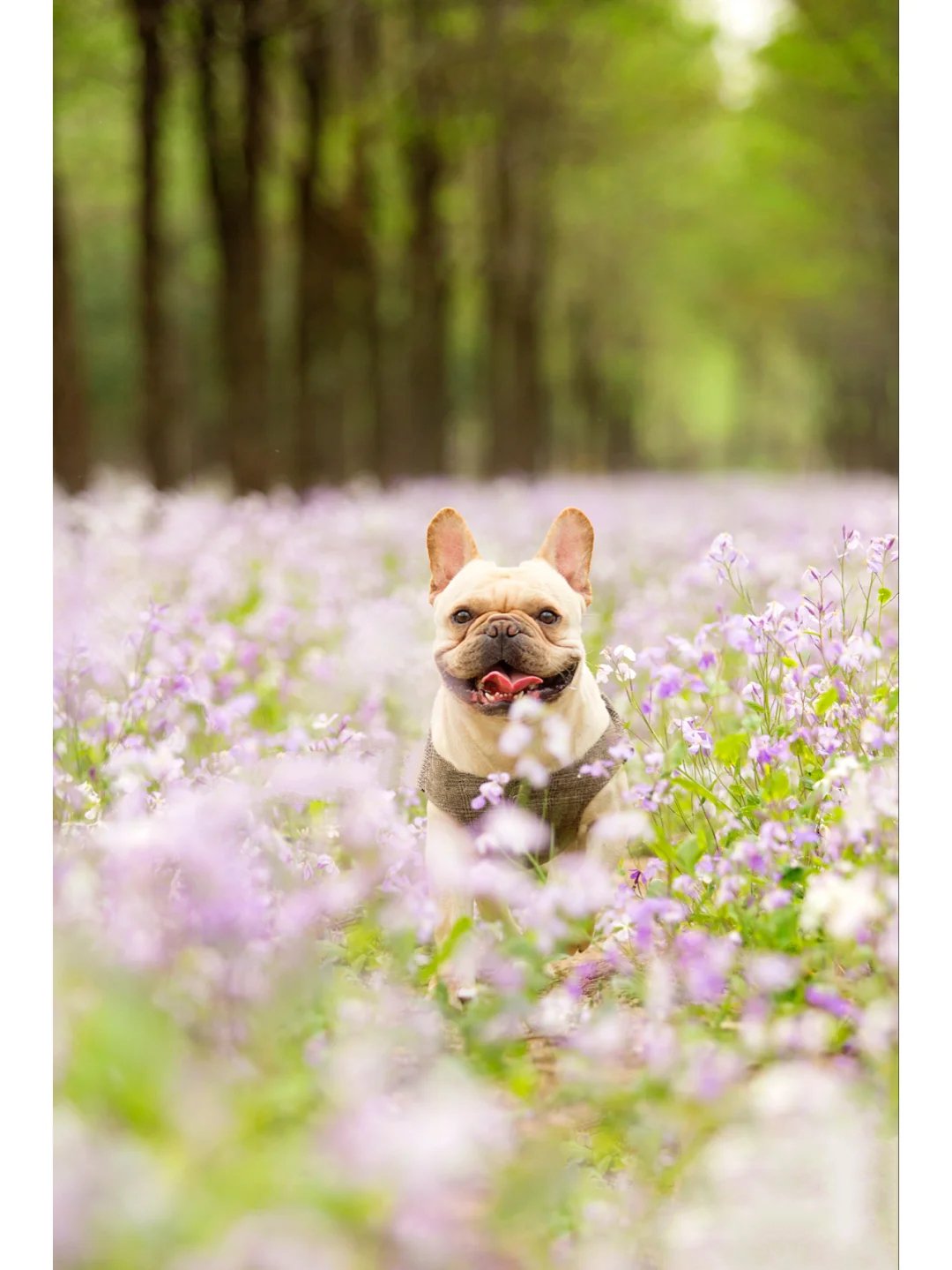 在花海里跳跃的八哥犬图片