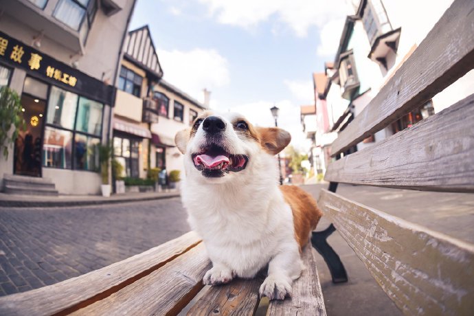 一只超爱笑的柯基犬图片