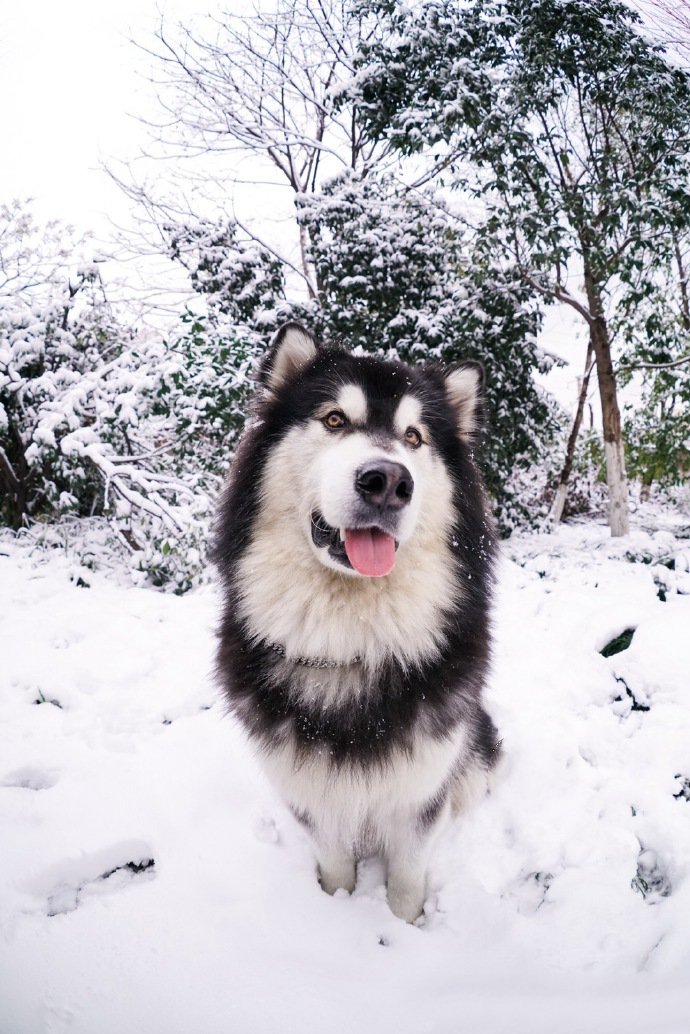 雪地里玩耍的阿拉斯加图片