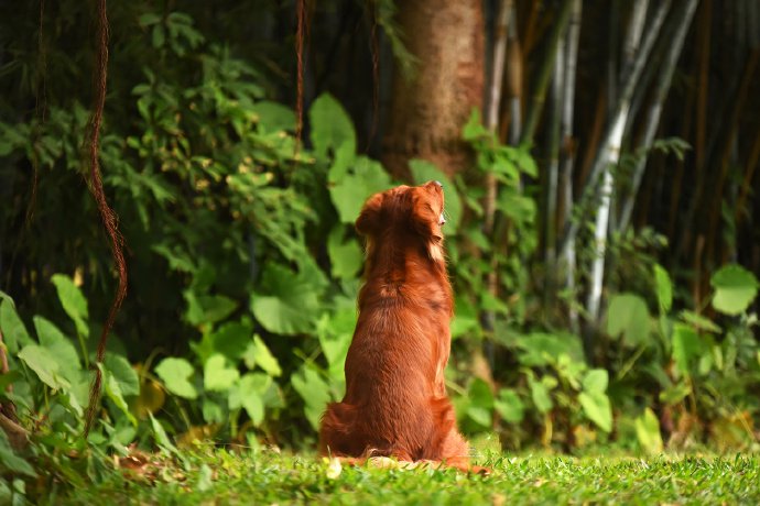 棕红色的金毛犬图片