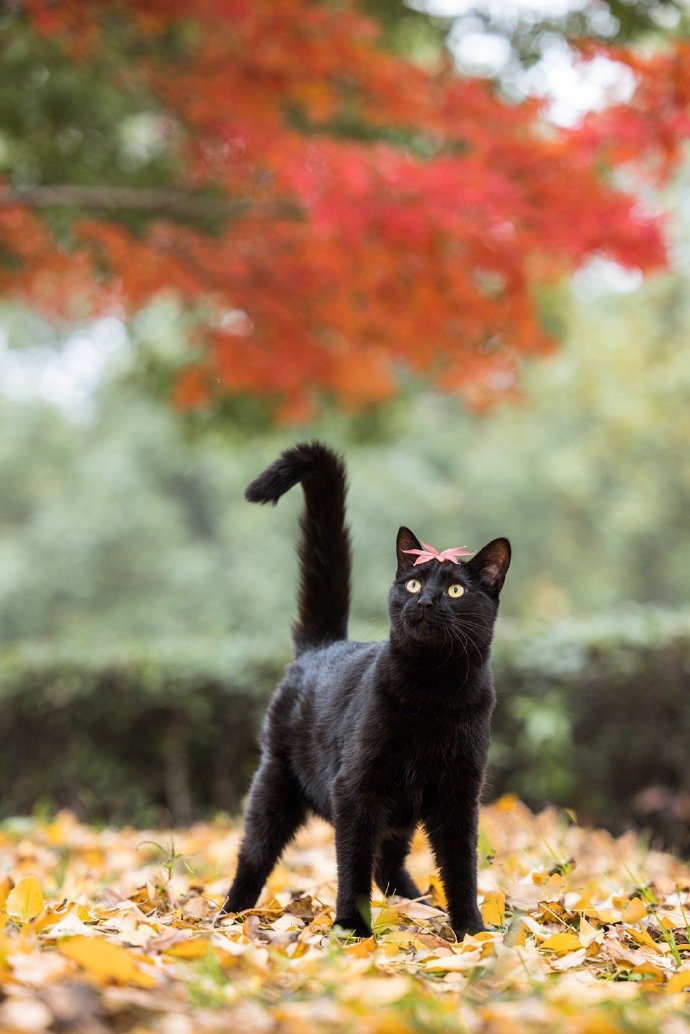 一组威武霸气的黑猫图片