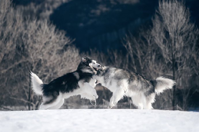 冰雪上的阿拉斯加狗狗图片