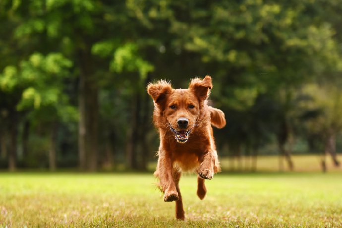 棕紅色的金毛犬圖片