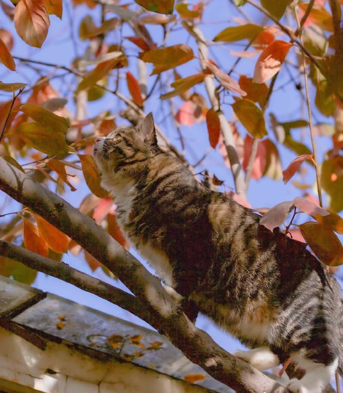 酷爱爬树的漂亮猫猫