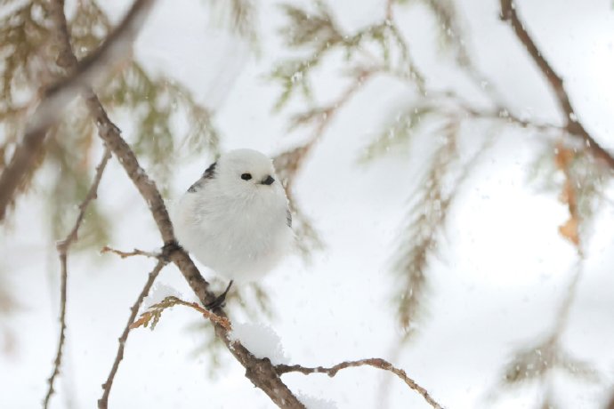 最美的雪精灵——北长尾山雀