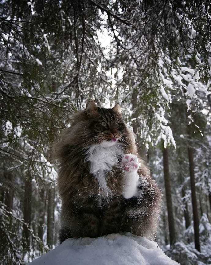 在雪地里飞驰的西伯利亚森林猫图片